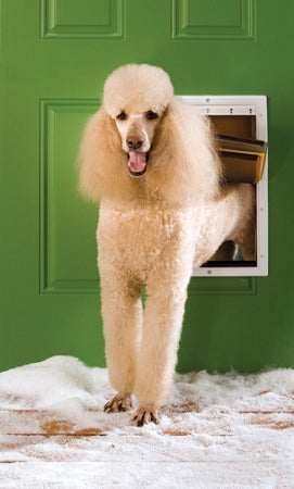PetSafe extreme weather pet door installed in green door with poodle stepping through