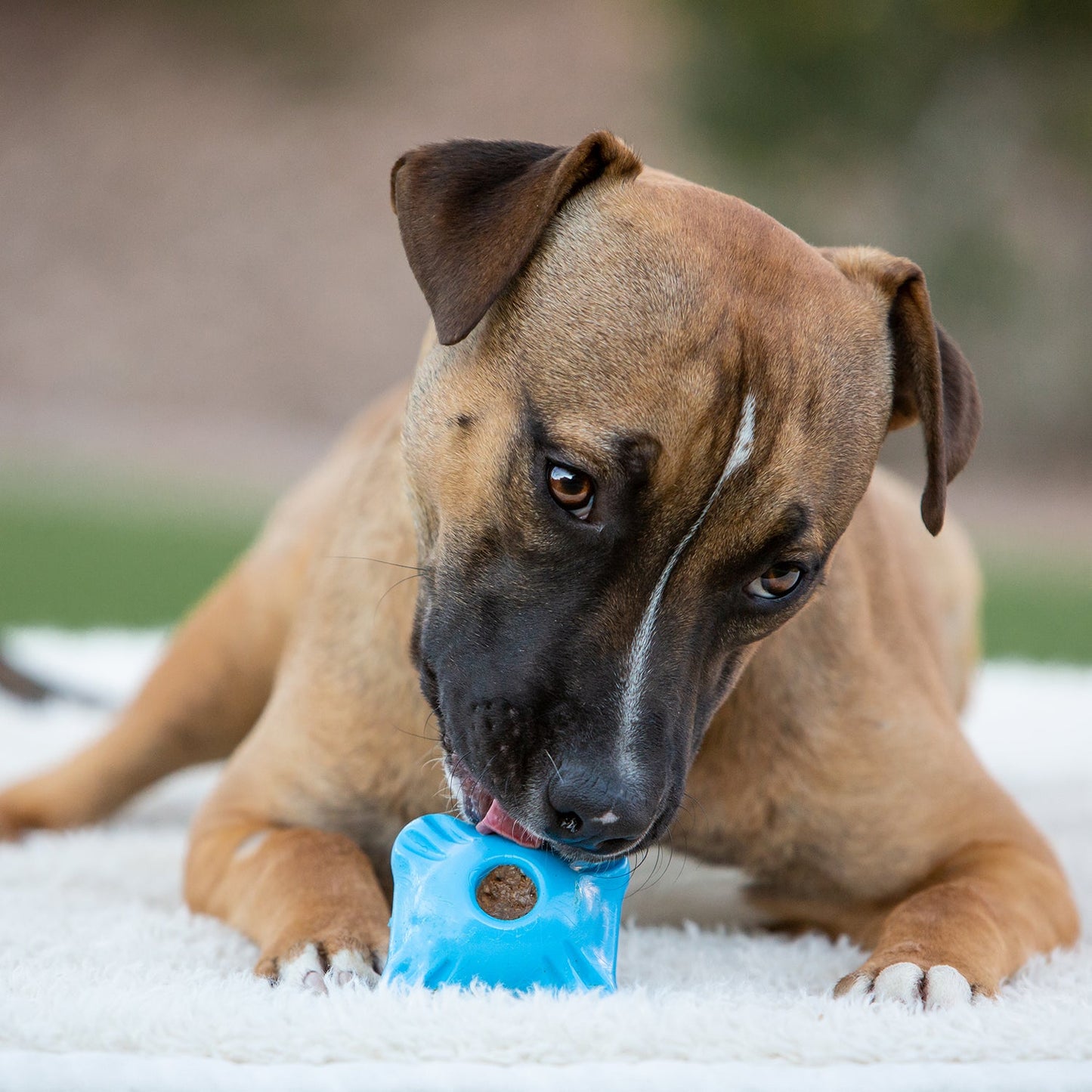 Dog playing with Jolly Chew Squarble dog toy in bright blue for interactive fun and chewing