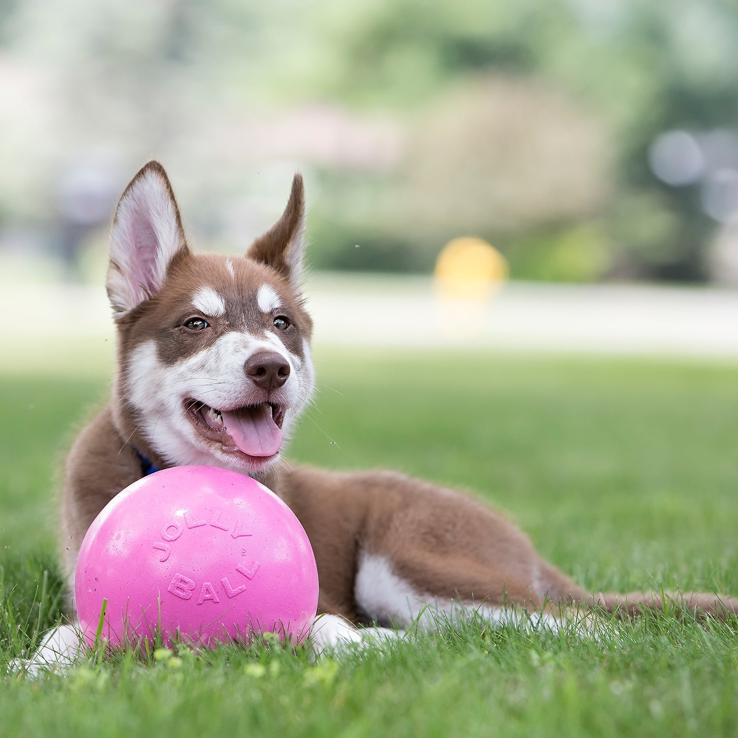 Happy puppy playing with a Jolly Pets durable dog play ball in vibrant pink on grass