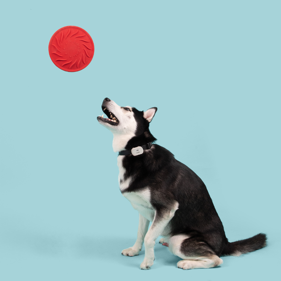 Jolly Tuff Flyer dog toy in red, perfect for playful dogs and great for fetch games