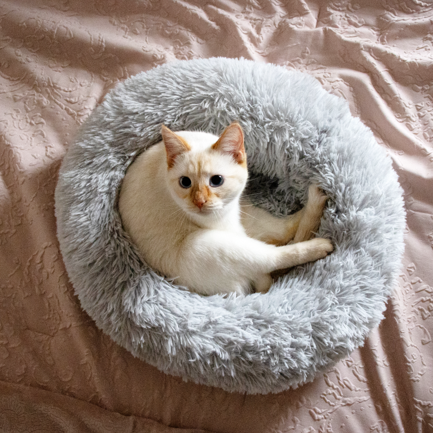 Cozy Jolly Pets plush donut cat bed in gray with a cat relaxing comfortably inside