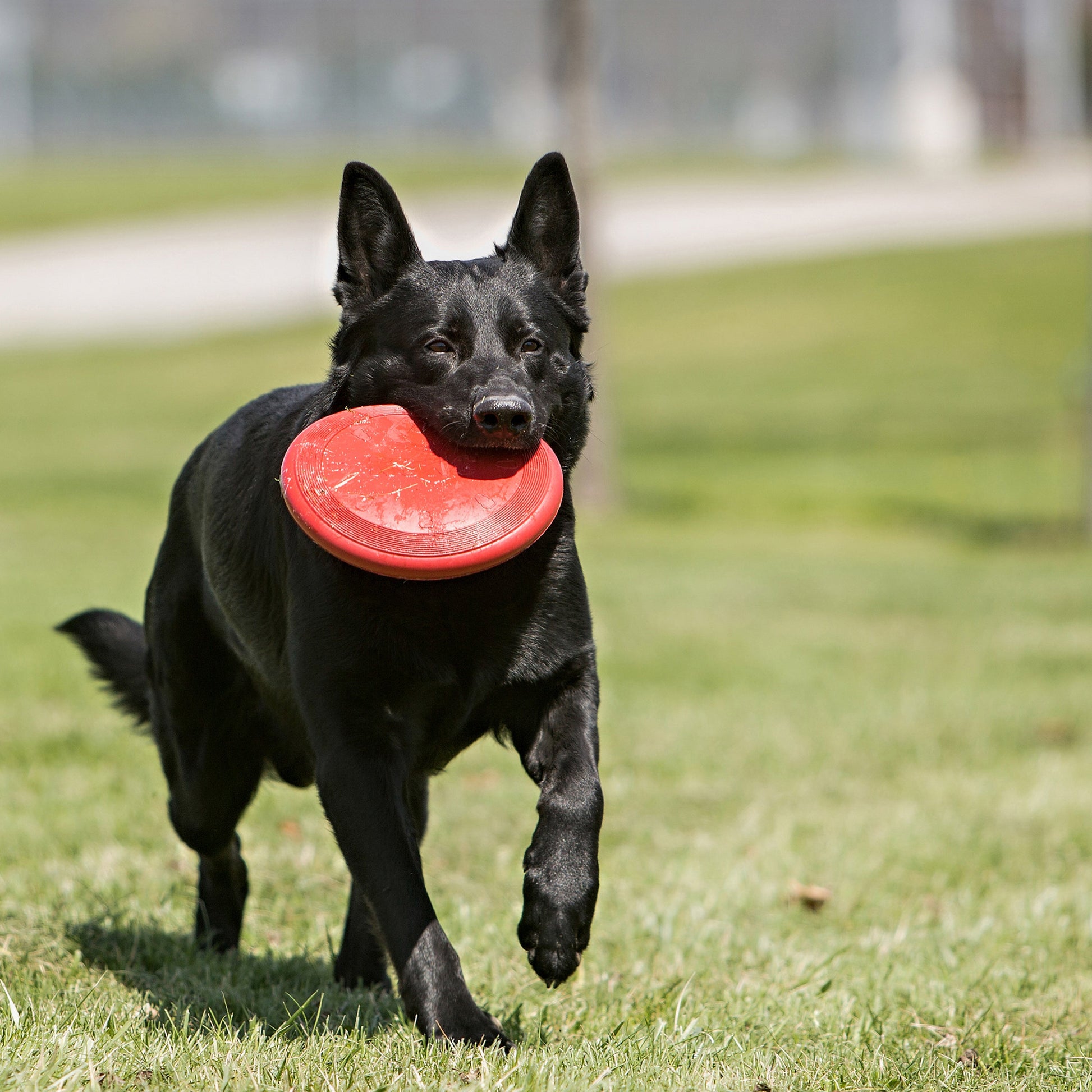Dog playing with a Kong red rubber flyer for dogs in a grassy park setting
