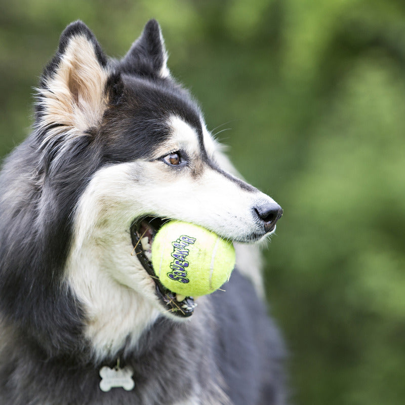 Dog playing with Kong SqueakAir tennis balls for dogs in a natural outdoor setting