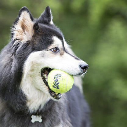 Dog playing with Kong SqueakAir tennis balls for dogs in a natural outdoor setting