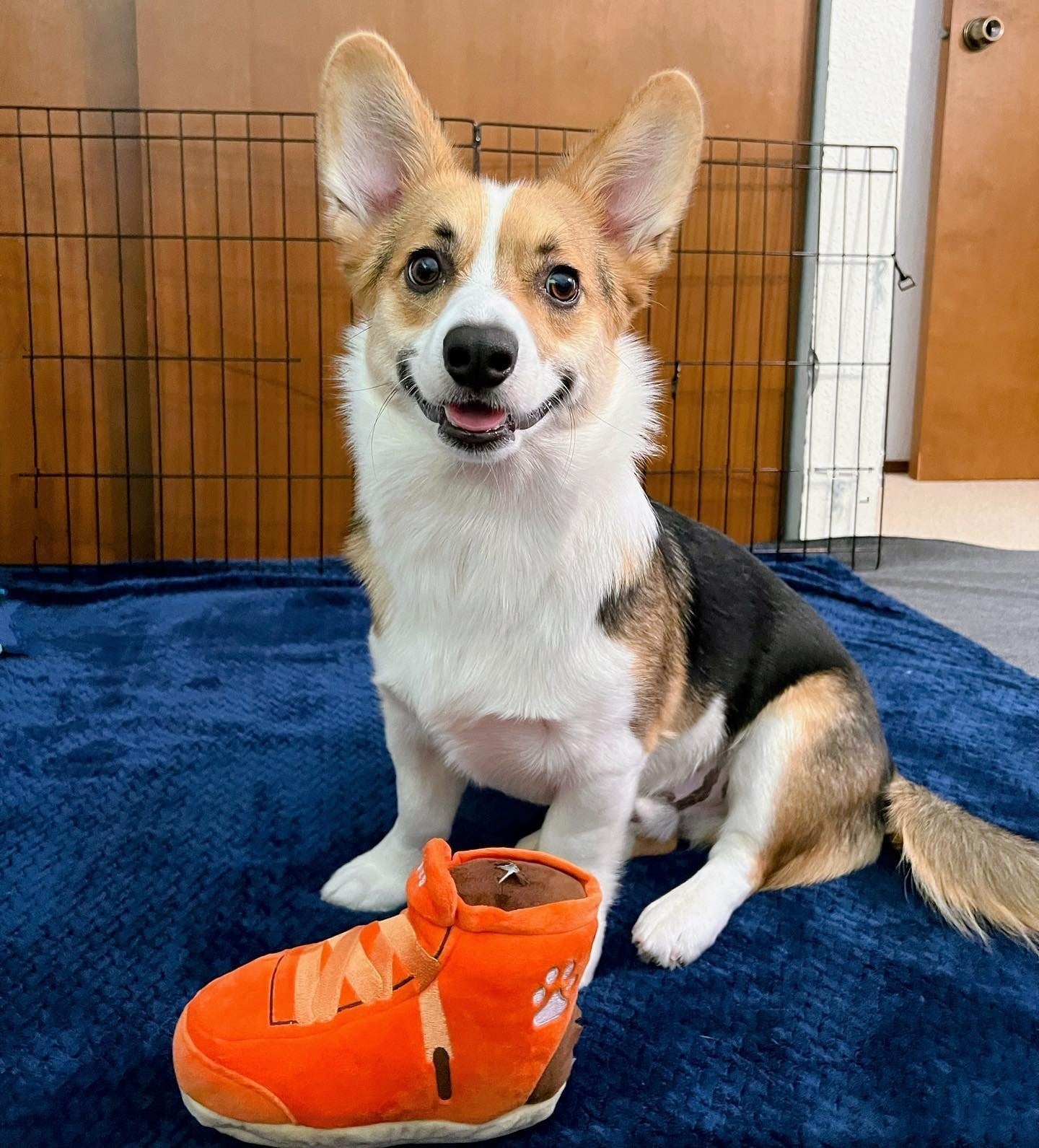 SNEAKERS SHOE INTERACTIVE DOG TOY