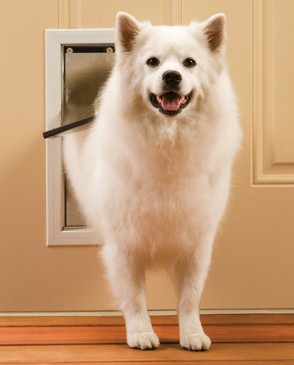 PetSafe medium pet door installed in door with white fluffy dog entering through it
