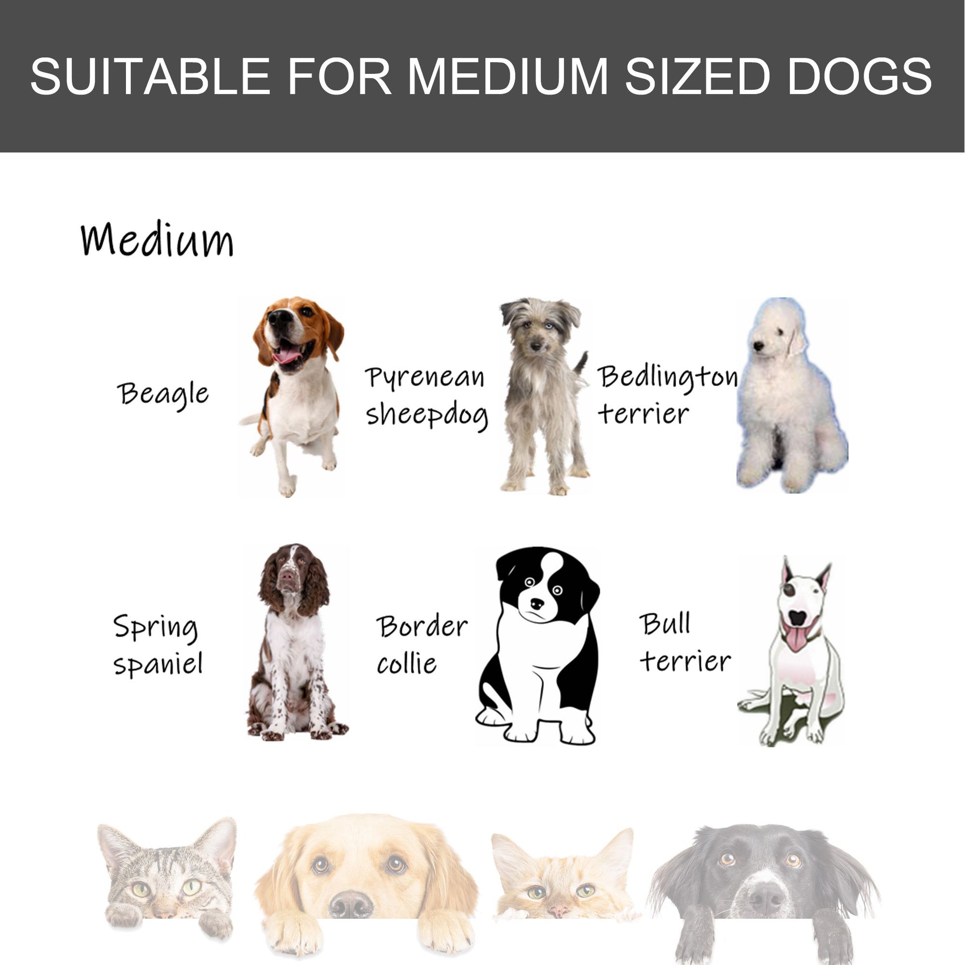 Chart showing medium sized dogs suitable for heavy duty dog crate with wheels including Beagle Border Collie and Bull Terrier