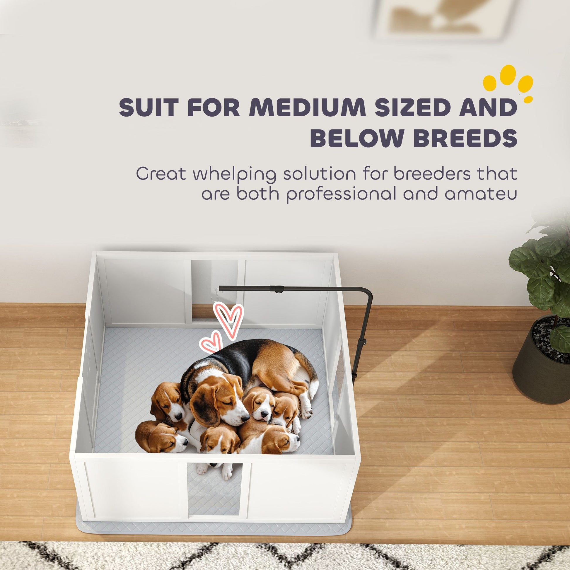 Whelping box for dogs with medium sized breed and puppies resting inside on a wooden floor