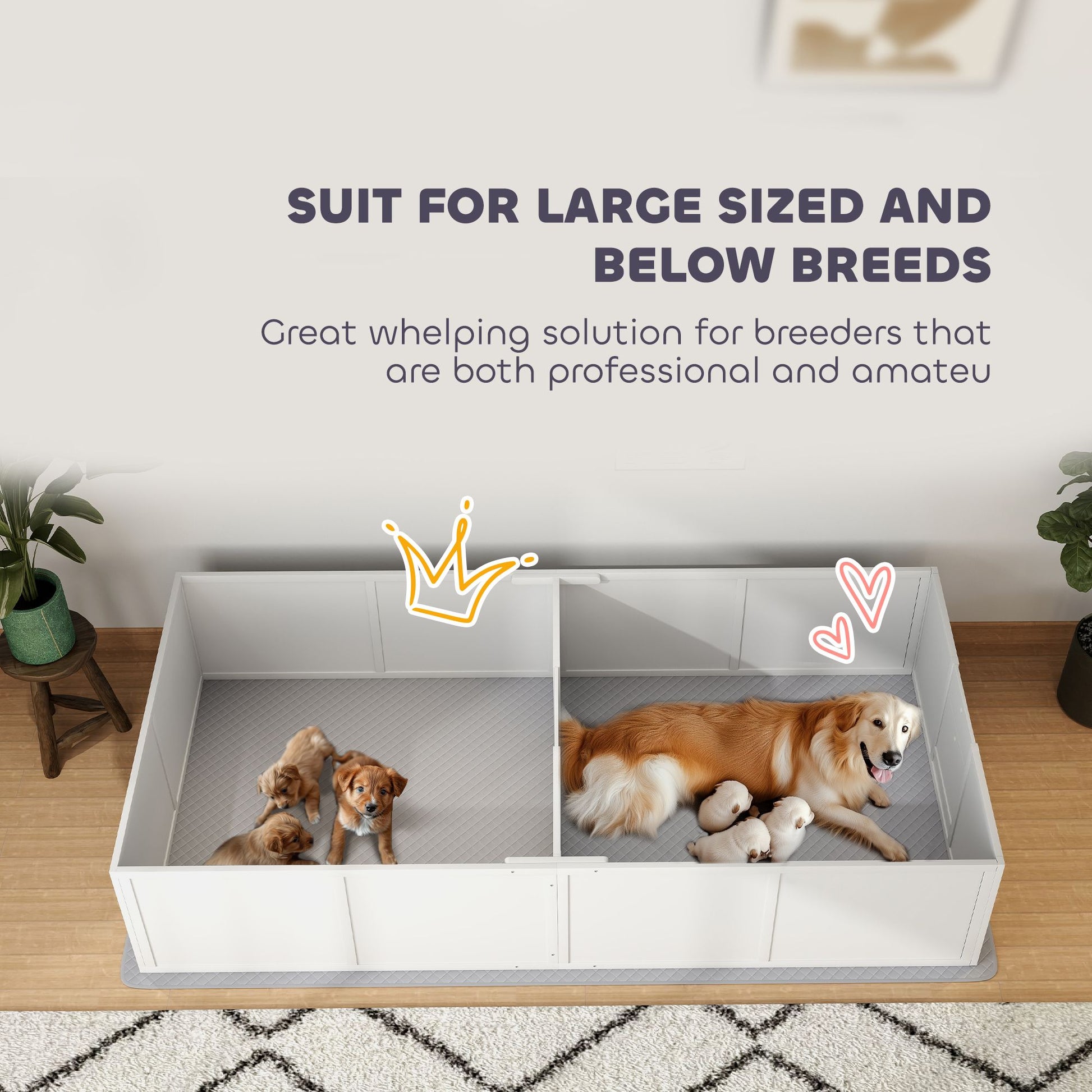 White whelping box for puppies with two sections holding a dog and puppies on a wooden floor