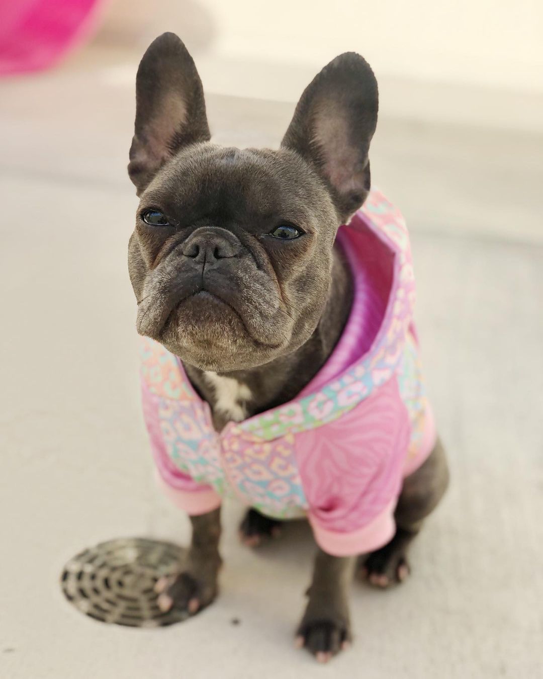 French Bulldog wearing a colorful dog hoodie by Pawmigo with vibrant patterns and soft fabric