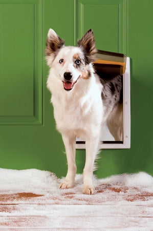 Dog exiting through PetSafe weather pet door installed in green wall with snow on the floor
