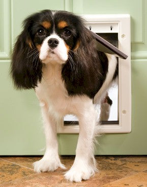 PetSafe Plastic Dog Door - Small PawCounter.com