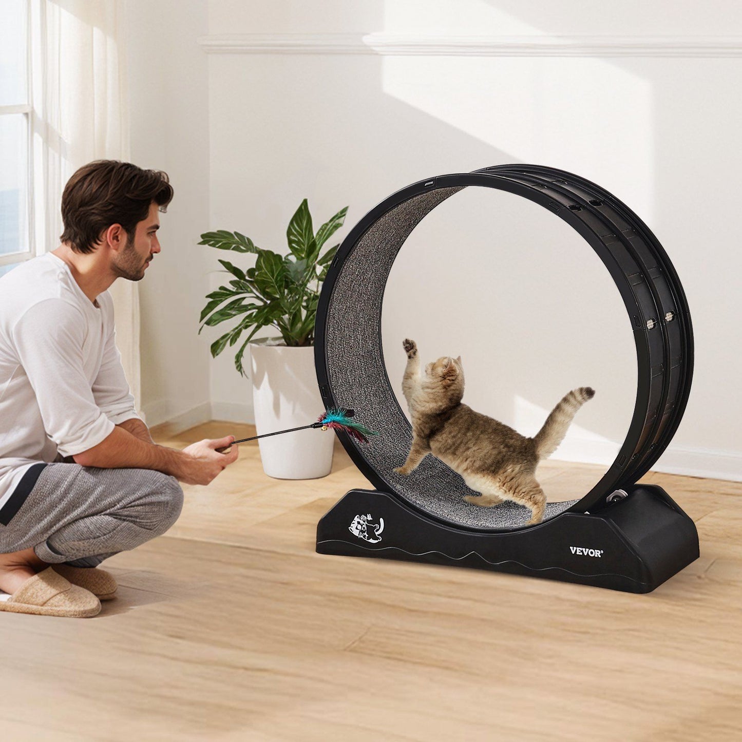 Cat exercise wheel indoor with a playful cat and owner encouraging activity and fitness