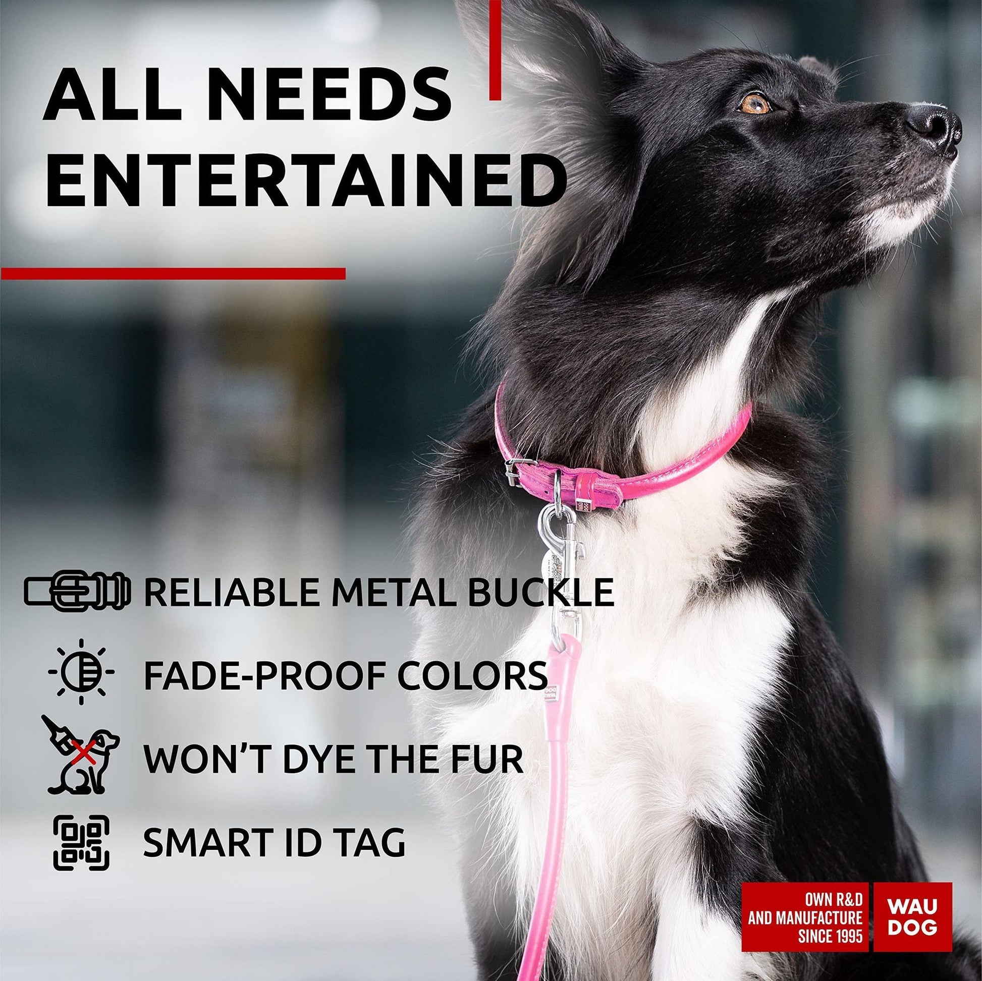 Black and white dog wearing a pink rolled leather dog collar with metal buckle and smart ID tag