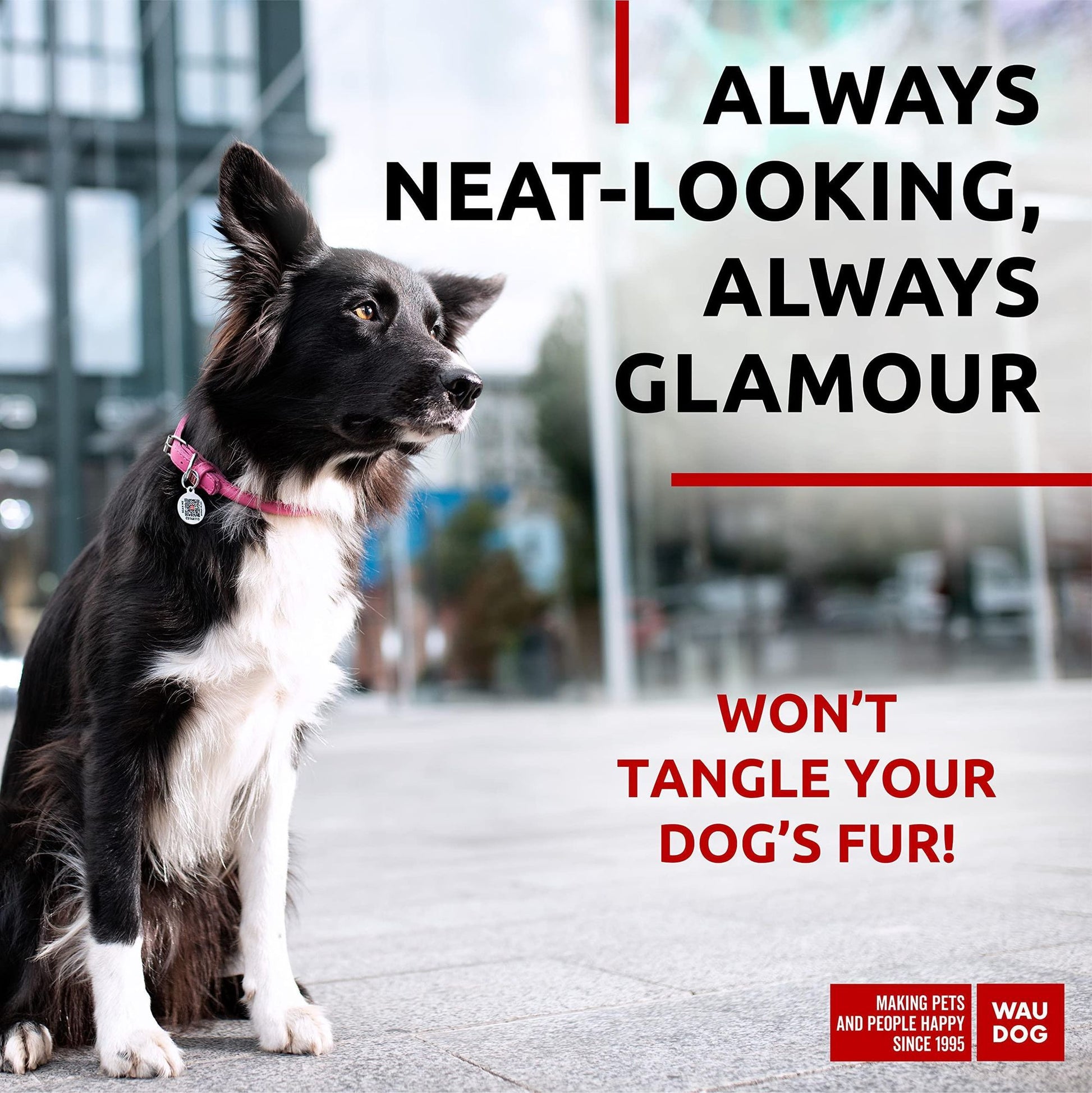 Black and white dog sitting wearing a pink rolled leather dog collar with tag near glass building