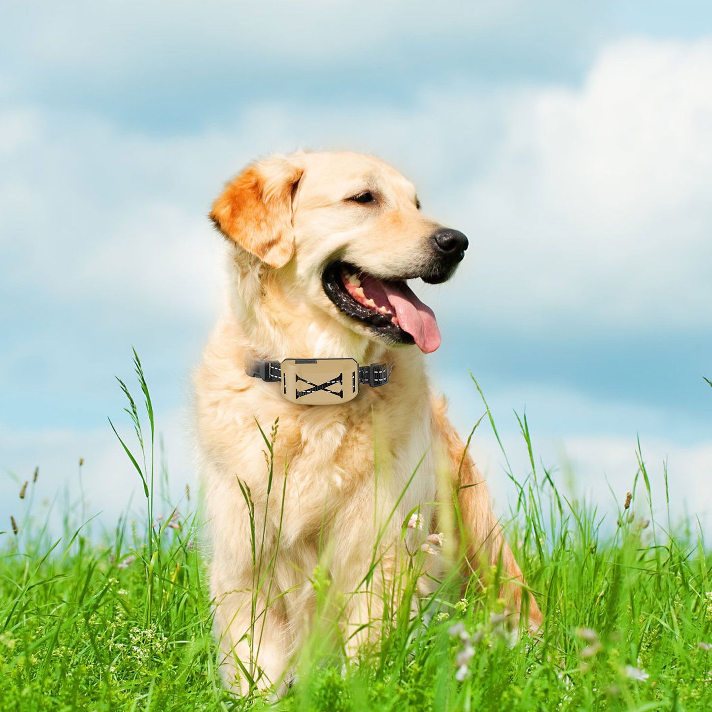 Golden Retriever wearing a wireless electric dog fence collar in a grassy field