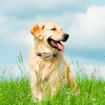 Golden Retriever wearing a wireless electric dog fence collar in a grassy field