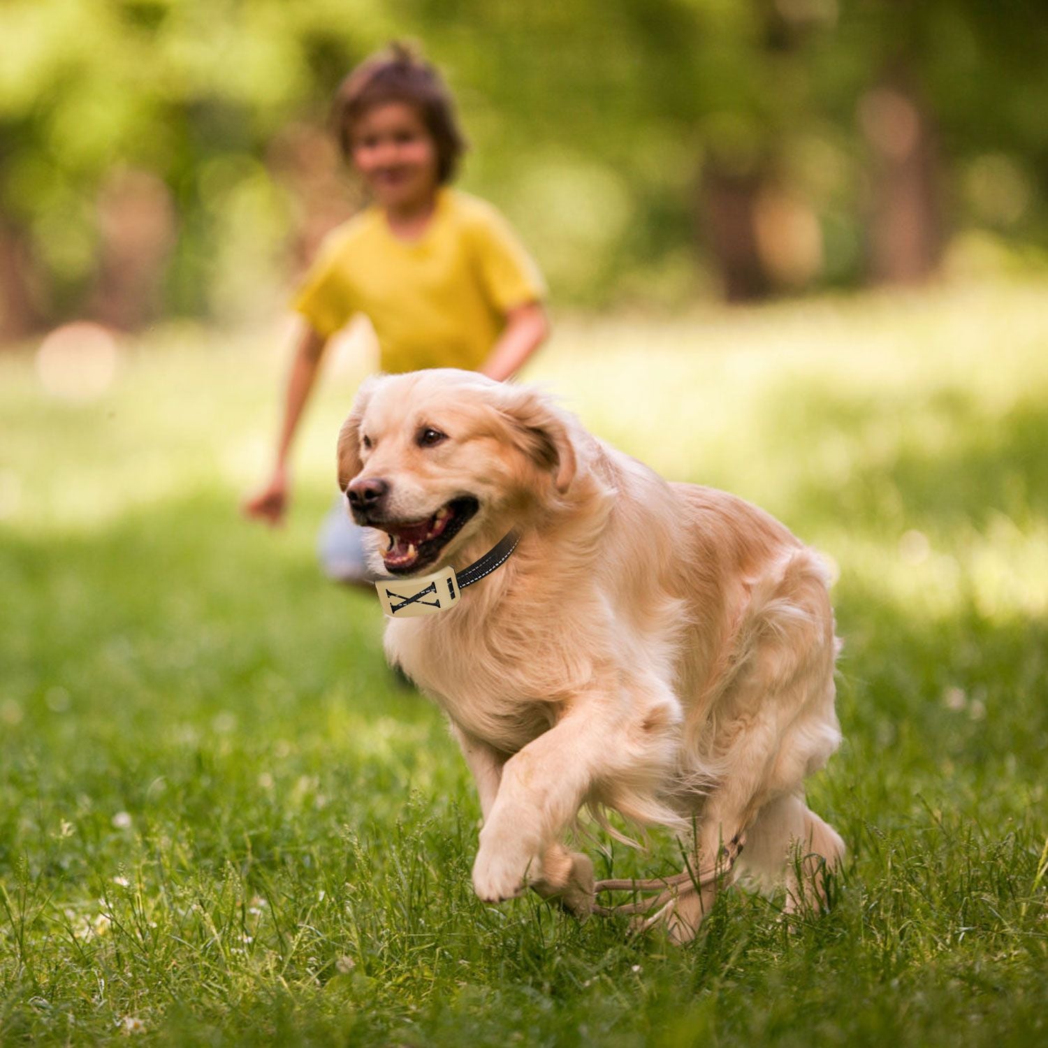 Happy golden retriever running freely in a park with a wireless electric dog fence for safety