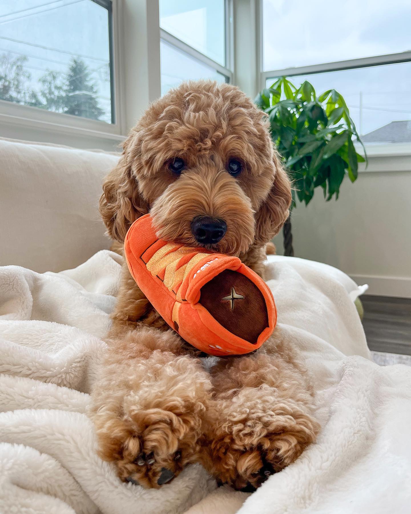 SNEAKERS SHOE INTERACTIVE DOG TOY